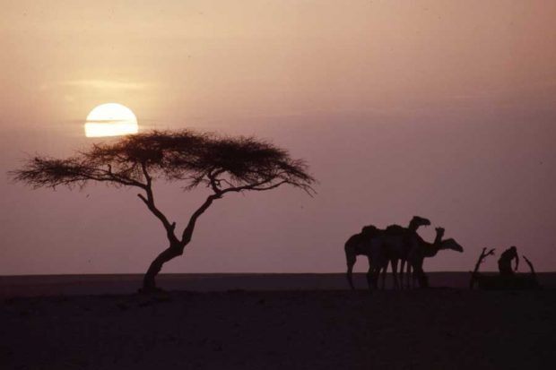 Tree of Ténéré 7