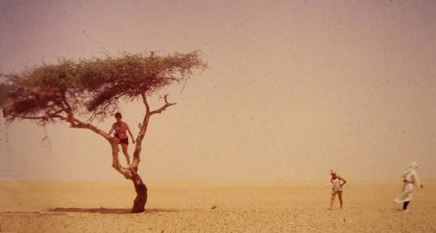 Tree of Ténéré 8