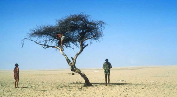 Tree of Ténéré 9