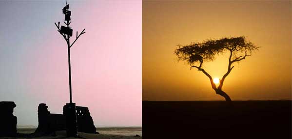 Tree of Ténéré