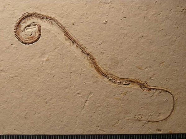 4 legged snake 2