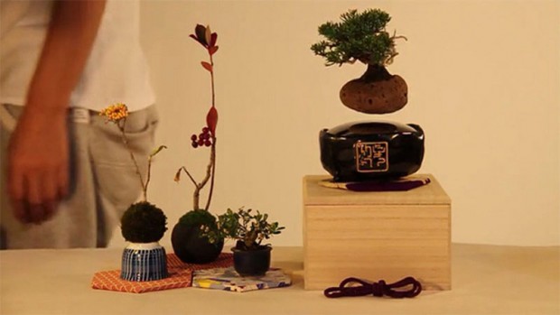 Bonsai Trees Are 1