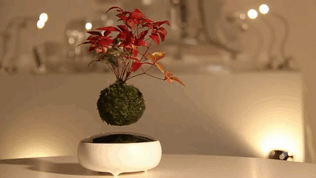 Bonsai Trees Are 2