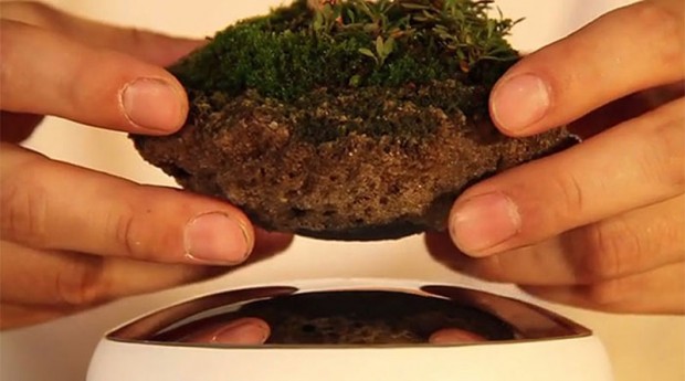 Bonsai Trees Are 3