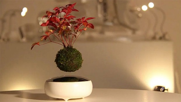 Bonsai Trees Are 4