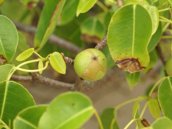 Manchineel درخت مرگ 1