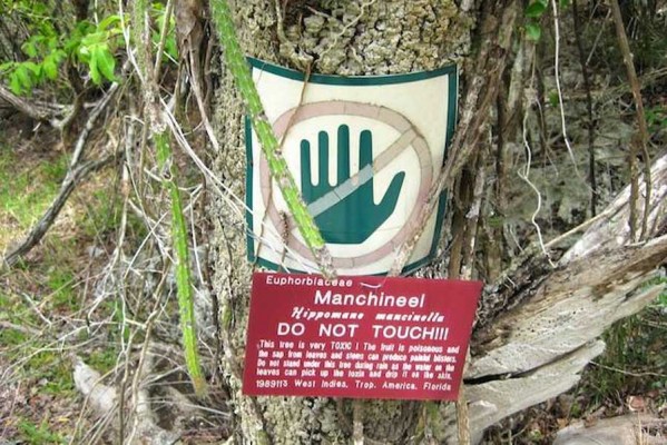 Manchineel درخت مرگ 3