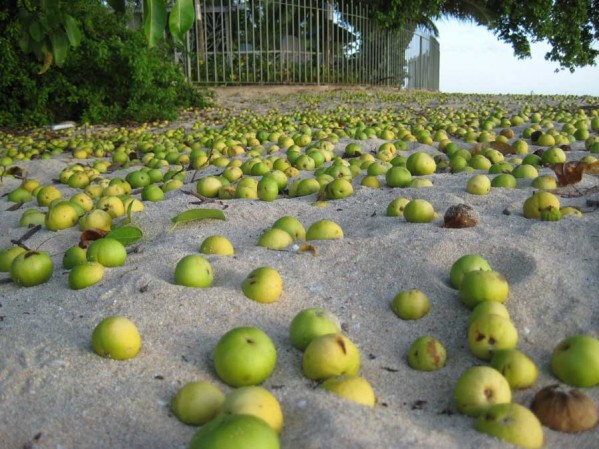 Manchineel درخت مرگ 4