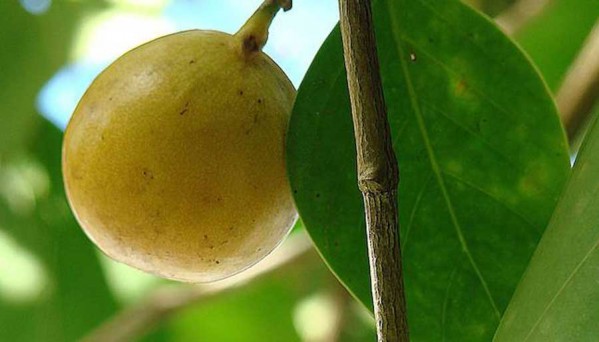 Manchineel درخت مرگ 5