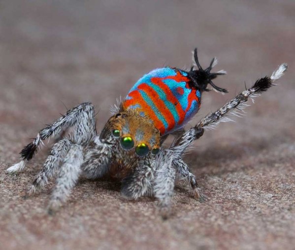 Maratus jactatus male photo