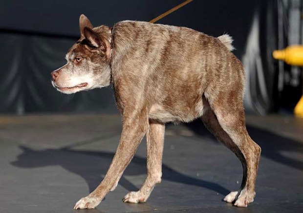 زشت ترین و ترسناکترین سگ جهان در سال ۲۰۱۵ انتخاب شد + عکس 6 Worlds Ugliest Dog 2015 1