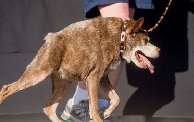 زشت ترین و ترسناکترین سگ جهان در سال ۲۰۱۵ انتخاب شد + عکس 2 Worlds Ugliest Dog 2015 2