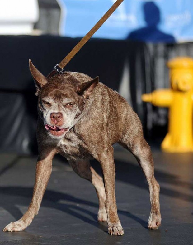 زشت ترین و ترسناکترین سگ جهان در سال ۲۰۱۵ انتخاب شد + عکس 3 Worlds Ugliest Dog 2015 3