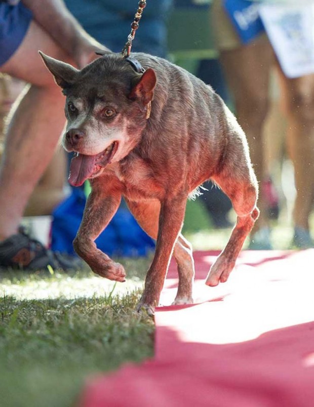 زشت ترین و ترسناکترین سگ جهان در سال ۲۰۱۵ انتخاب شد + عکس 4 Worlds Ugliest Dog 2015 4