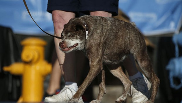 زشت ترین و ترسناکترین سگ جهان در سال ۲۰۱۵ انتخاب شد + عکس 5 Worlds Ugliest Dog 2015 5
