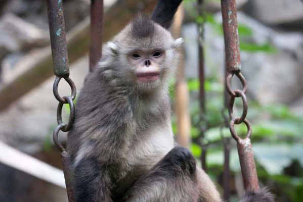 golden snub nosed monkey