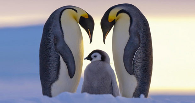 penguin awareness day mihanpost 1