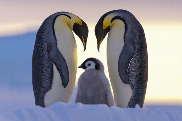 penguin awareness day mihanpost 10