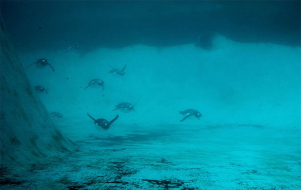 penguin awareness day mihanpost 12