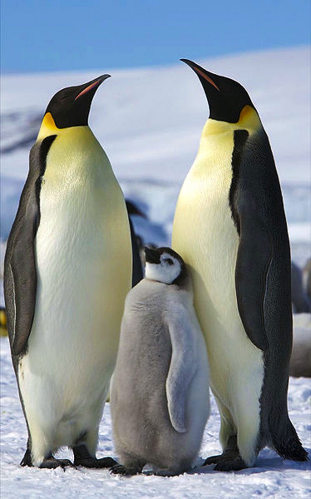 penguin awareness day mihanpost 2