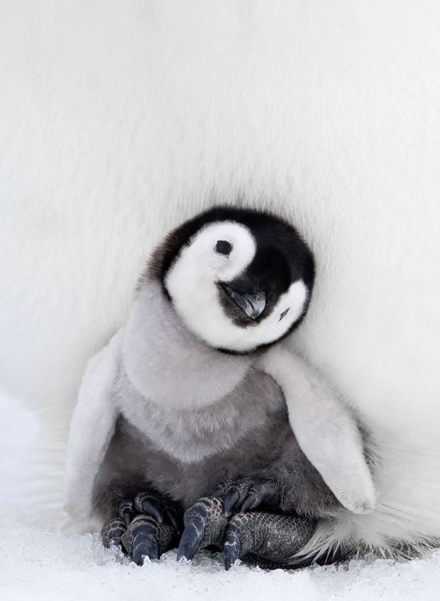 penguin awareness day mihanpost 7