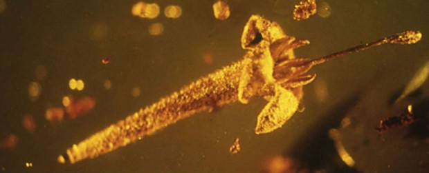 15 million year old Flower mihanpost 2