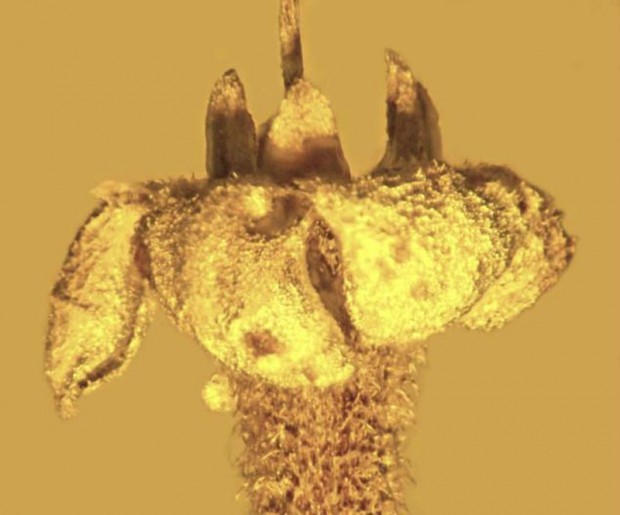 15 million year old Flower mihanpost 3