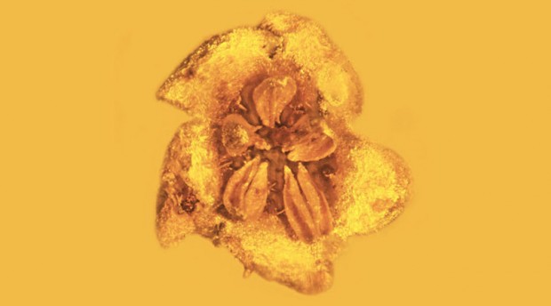 15 million year old Flower mihanpost 4