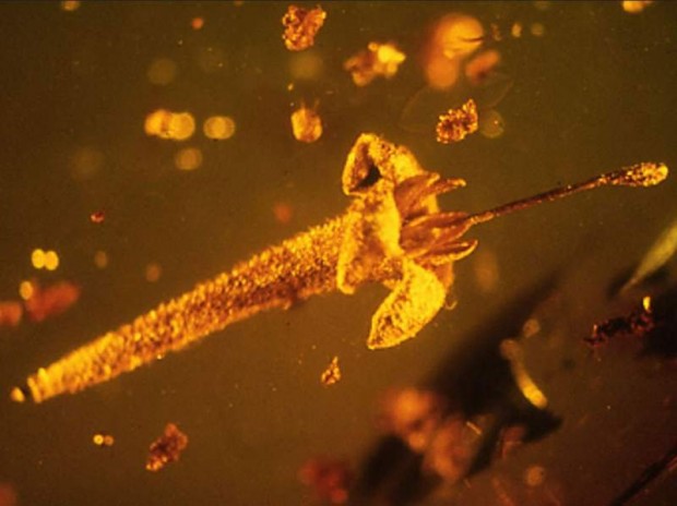 15 million year old Flower mihanpost 5