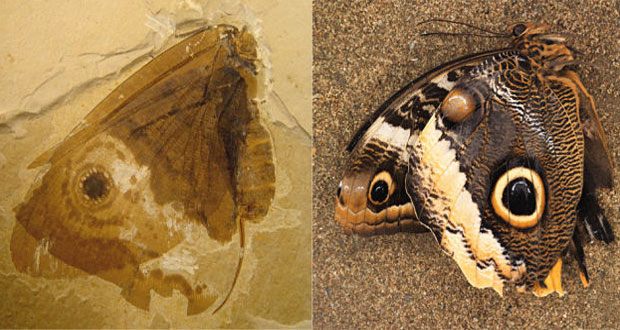 Butterflies 40 Million Years Before Butterflies mihanpost 1