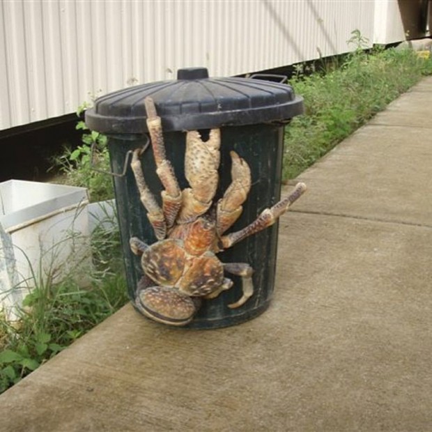 Giant crab 2