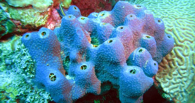 Sea sponge the first land animals