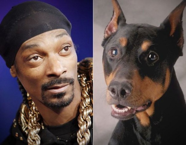 celebrity look alikes animals 2