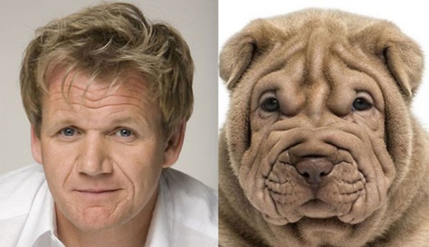 celebrity look alikes animals 3