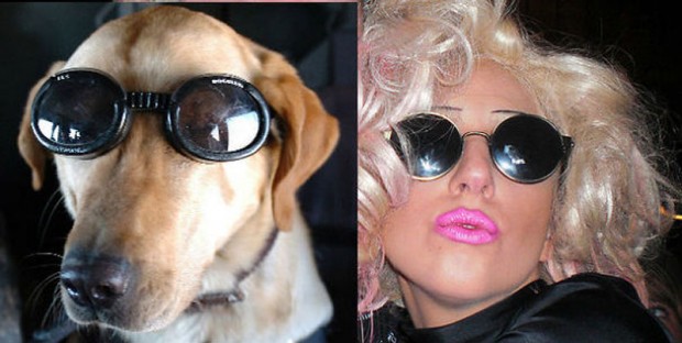 celebrity look alikes animals 4