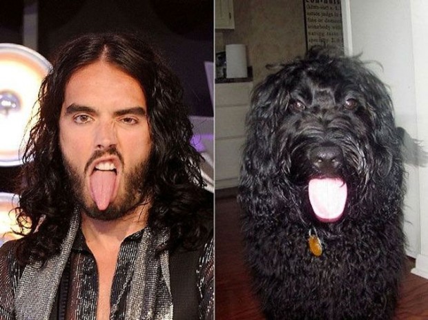 celebrity look alikes animals 5