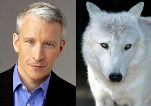 celebrity look alikes animals 6