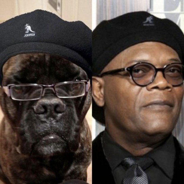 celebrity look alikes animals 7