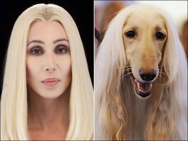 celebrity look alikes animals 8