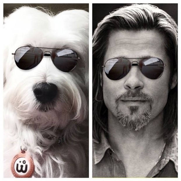 celebrity look alikes animals 9