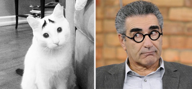 celebrity look alikes animals mihanpost 10