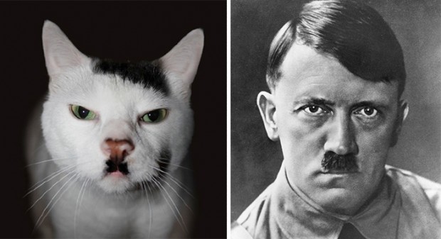 celebrity look alikes animals mihanpost 12