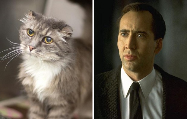 celebrity look alikes animals mihanpost 13