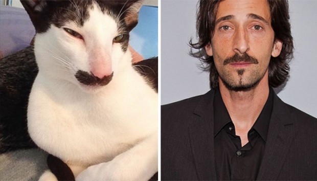 celebrity look alikes animals mihanpost 14