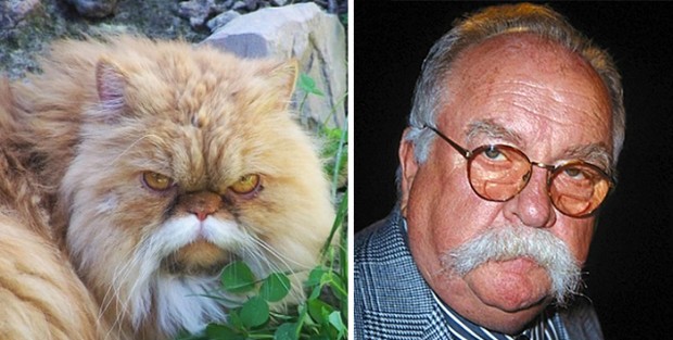 celebrity look alikes animals mihanpost 16