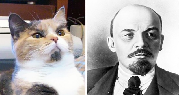celebrity look alikes animals mihanpost 17