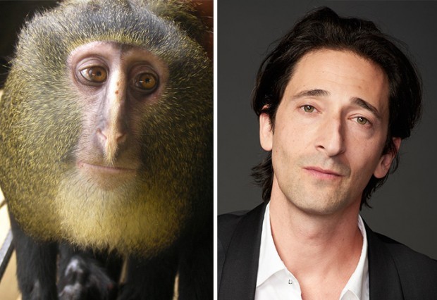 celebrity look alikes animals mihanpost 2