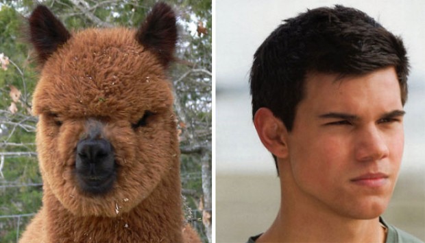 celebrity look alikes animals mihanpost 20