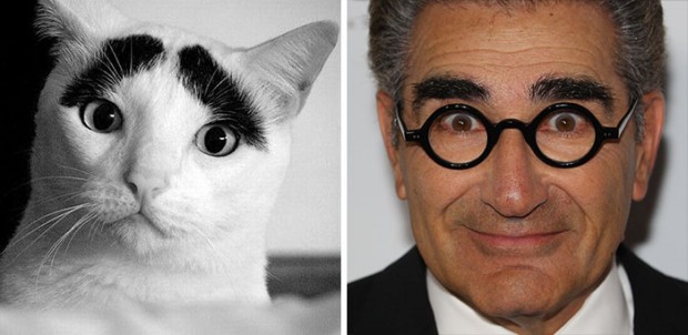 celebrity look alikes animals mihanpost 23