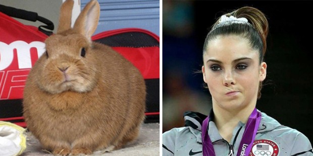 celebrity look alikes animals mihanpost 25